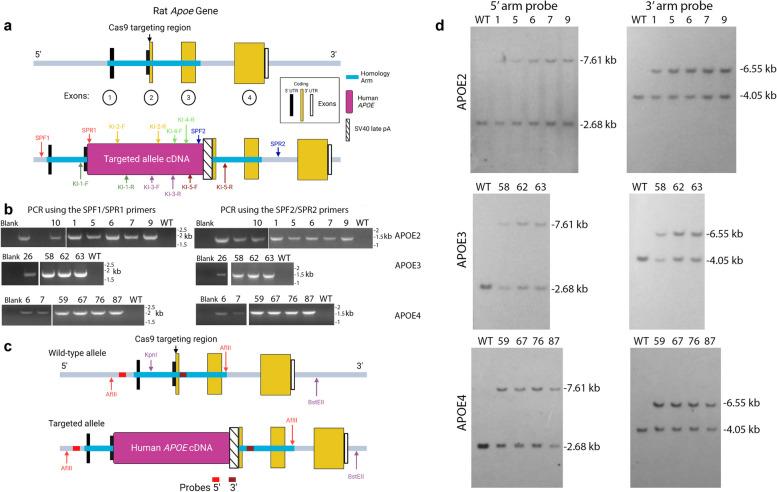 https://cdn.ncbi.nlm.nih.gov/pmc/blobs/65bc/11438110/19a03dd33e54/12964_2024_1832_Fig1_HTML.jpg