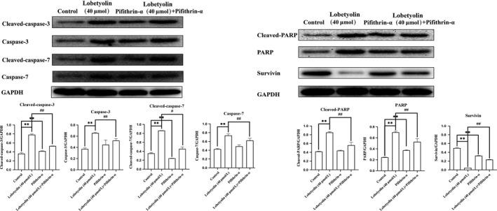 https://cdn.ncbi.nlm.nih.gov/pmc/blobs/65bd/7131919/f029754d994e/JCMM-24-3359-g008.jpg