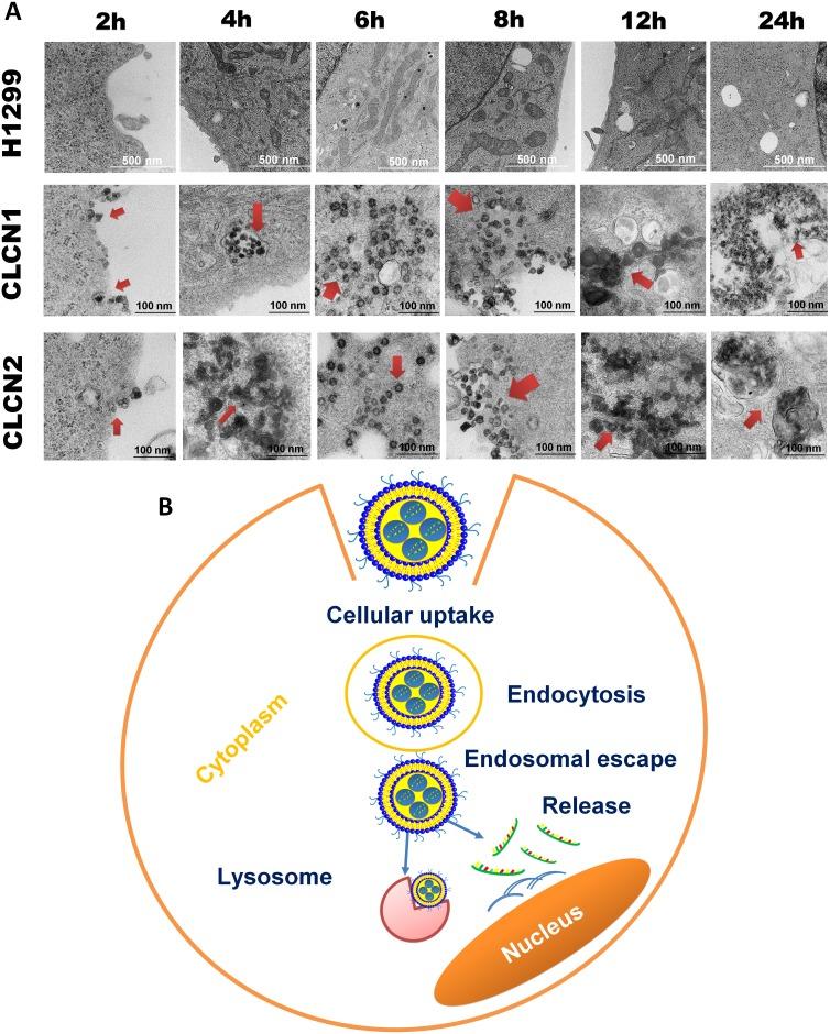 https://cdn.ncbi.nlm.nih.gov/pmc/blobs/65c0/5564640/8dbfc2ed30c4/oncotarget-08-48222-g004.jpg