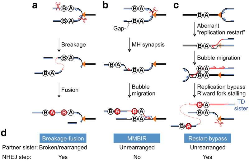 https://cdn.ncbi.nlm.nih.gov/pmc/blobs/65c0/5728692/65c594c03c50/nihms911888f3.jpg