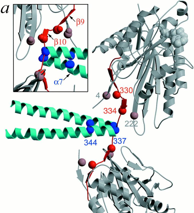 https://cdn.ncbi.nlm.nih.gov/pmc/blobs/65c5/2174365/c137b8712eed/JCB0009039.f1a.jpg