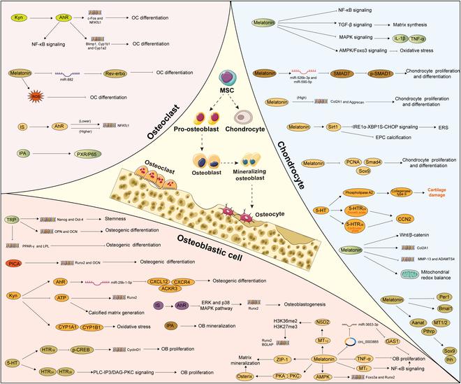 https://cdn.ncbi.nlm.nih.gov/pmc/blobs/65cb/12150400/00cb1a276fa3/research.0728.fig.002.jpg