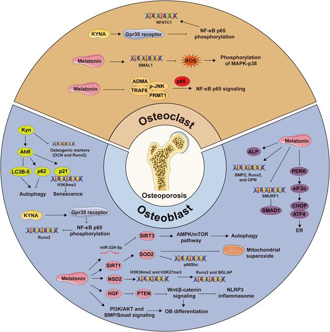 https://cdn.ncbi.nlm.nih.gov/pmc/blobs/65cb/12150400/54fe74adc31b/research.0728.fig.004.jpg