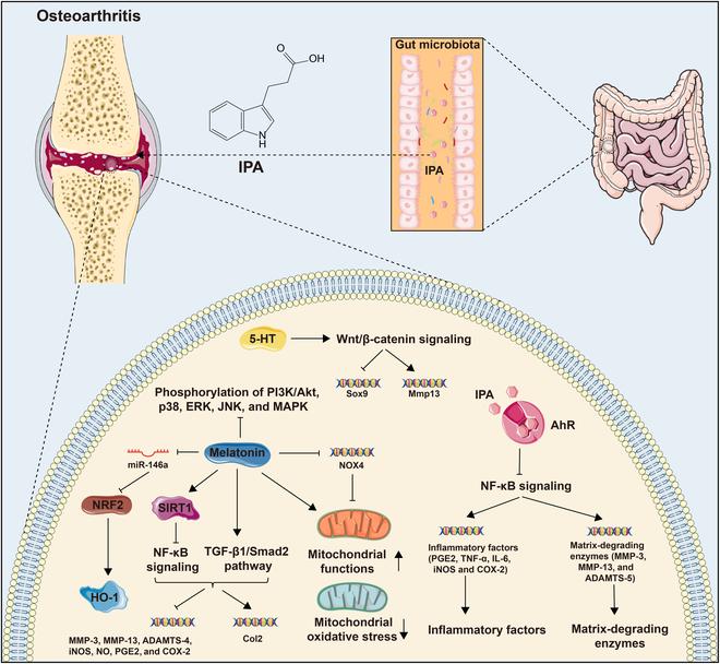 https://cdn.ncbi.nlm.nih.gov/pmc/blobs/65cb/12150400/95e4587d5dee/research.0728.fig.003.jpg