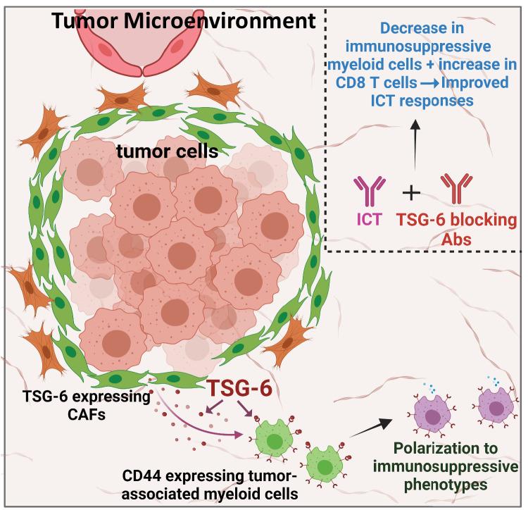 https://cdn.ncbi.nlm.nih.gov/pmc/blobs/65cd/11237123/7c1270fa2069/41467_2024_49189_Fig6_HTML.jpg