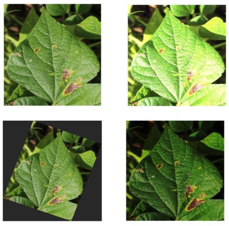 https://cdn.ncbi.nlm.nih.gov/pmc/blobs/65ce/10648829/caed06ce0363/plants-12-03765-g008.jpg