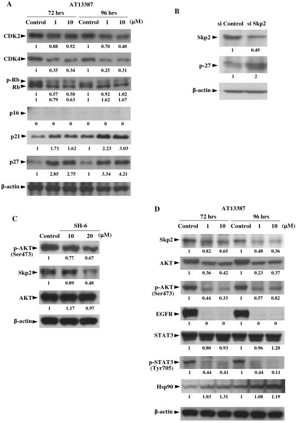 https://cdn.ncbi.nlm.nih.gov/pmc/blobs/65ce/3834878/c06b1b2b99ef/1476-4598-12-128-3.jpg