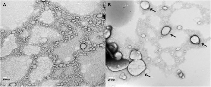https://cdn.ncbi.nlm.nih.gov/pmc/blobs/65d1/9301079/fb5cc3f43a9e/fchem-10-914126-g003.jpg