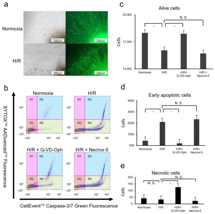 https://cdn.ncbi.nlm.nih.gov/pmc/blobs/65d2/10814087/532fe822c80a/cells-13-00130-g002.jpg