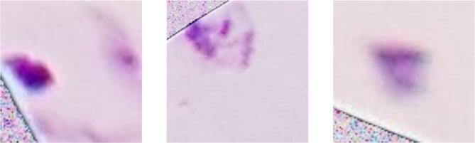 https://cdn.ncbi.nlm.nih.gov/pmc/blobs/65d6/11782605/6a82b2472b73/41598_2025_87979_Fig7_HTML.jpg