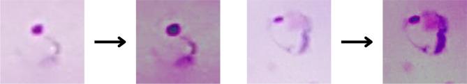 https://cdn.ncbi.nlm.nih.gov/pmc/blobs/65d6/11782605/6f85400097f4/41598_2025_87979_Fig8_HTML.jpg