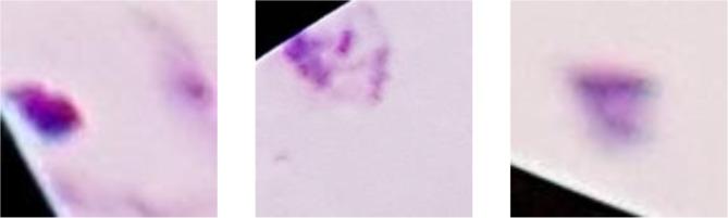 https://cdn.ncbi.nlm.nih.gov/pmc/blobs/65d6/11782605/89f03ec1c9a7/41598_2025_87979_Fig6_HTML.jpg