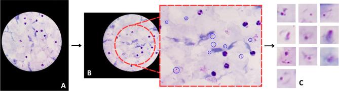 https://cdn.ncbi.nlm.nih.gov/pmc/blobs/65d6/11782605/9a44409de75e/41598_2025_87979_Fig5_HTML.jpg