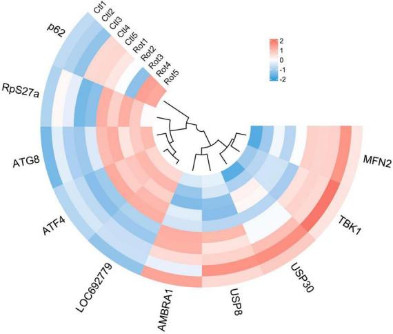 https://cdn.ncbi.nlm.nih.gov/pmc/blobs/65d8/11066238/44c5b53dcf31/fnmol-17-1359294-g008.jpg