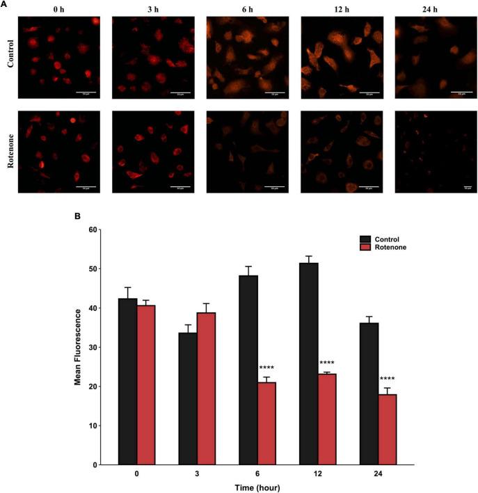 https://cdn.ncbi.nlm.nih.gov/pmc/blobs/65d8/11066238/5d3de9038309/fnmol-17-1359294-g003.jpg