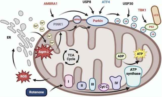 https://cdn.ncbi.nlm.nih.gov/pmc/blobs/65d8/11066238/f5e666b5593b/fnmol-17-1359294-g011.jpg