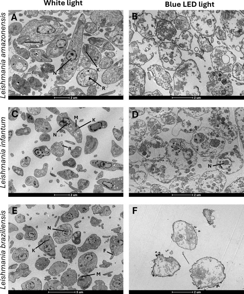 https://cdn.ncbi.nlm.nih.gov/pmc/blobs/65d9/12086167/2147f1bef715/fimmu-16-1554051-g001.jpg