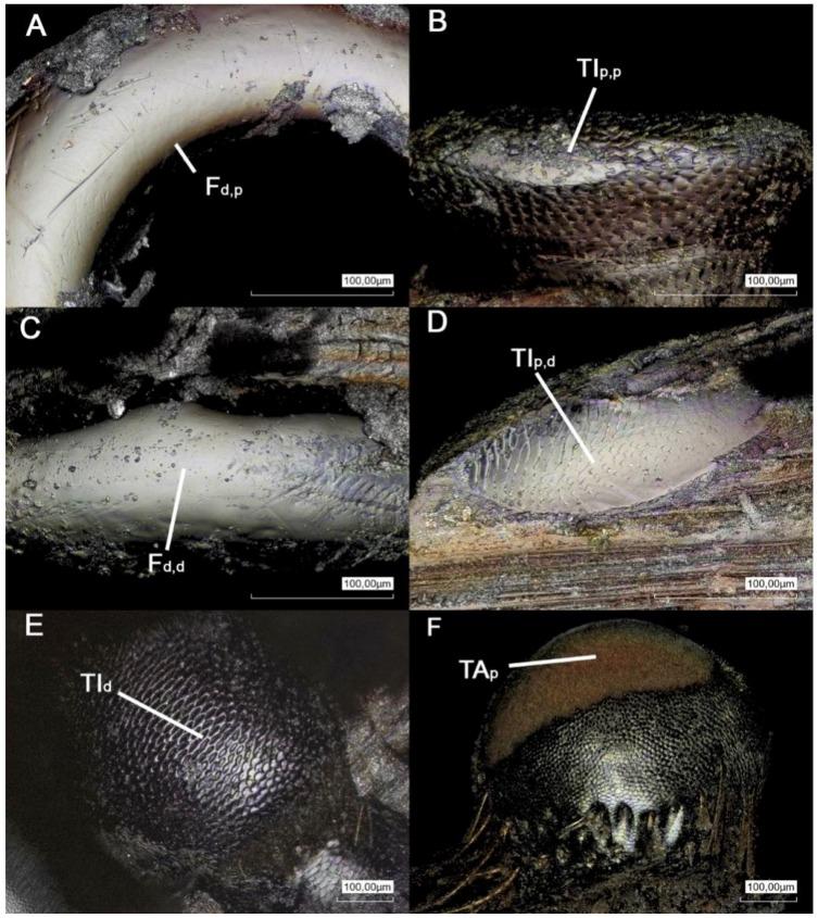 https://cdn.ncbi.nlm.nih.gov/pmc/blobs/65d9/6352703/8a70e3027083/biomimetics-03-00012-g002.jpg