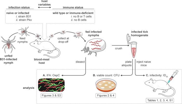 https://cdn.ncbi.nlm.nih.gov/pmc/blobs/65e1/5886588/18f12d0fd0dd/ppat.1006959.g001.jpg