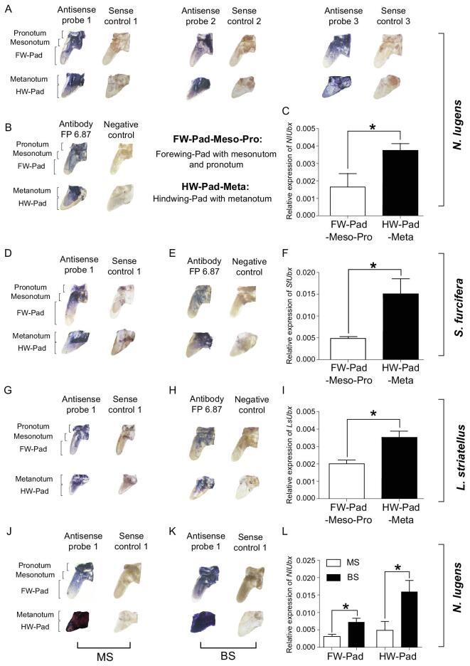 https://cdn.ncbi.nlm.nih.gov/pmc/blobs/65e5/8288846/aa1109416945/nwaa061fig3.jpg