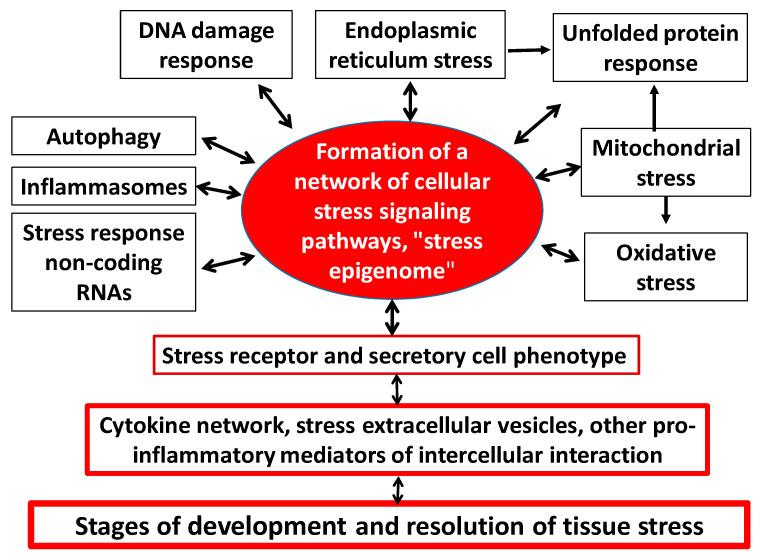 https://cdn.ncbi.nlm.nih.gov/pmc/blobs/65e7/9100490/dfdcfd099d32/ijms-23-04596-g003.jpg