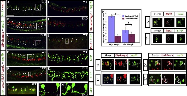 https://cdn.ncbi.nlm.nih.gov/pmc/blobs/65e8/2849013/88449e9cce69/gr4.jpg