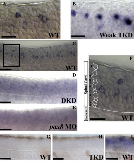 https://cdn.ncbi.nlm.nih.gov/pmc/blobs/65e8/2849013/eba4ee7345a5/gr5.jpg