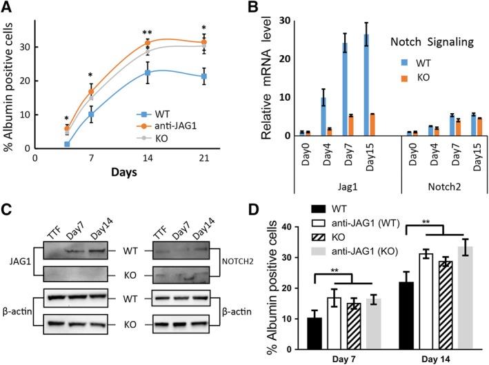 https://cdn.ncbi.nlm.nih.gov/pmc/blobs/65e9/6850183/50d22d5f416e/STEM-37-803-g004.jpg