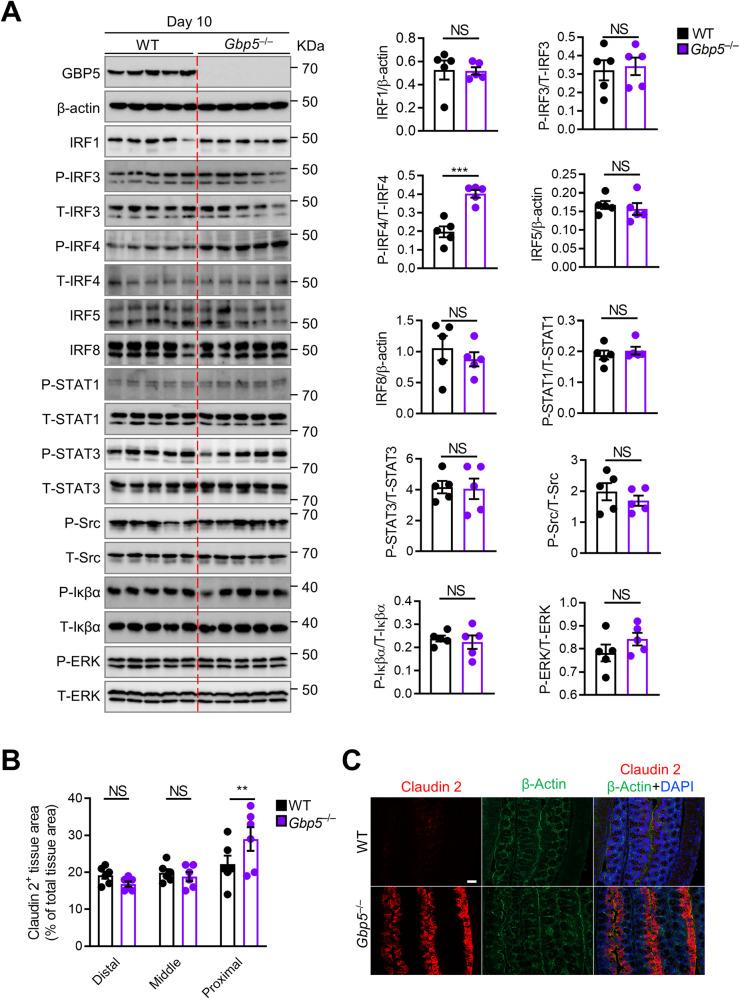 https://cdn.ncbi.nlm.nih.gov/pmc/blobs/65eb/10965925/046fb7d4fd61/41467_2024_46983_Fig5_HTML.jpg