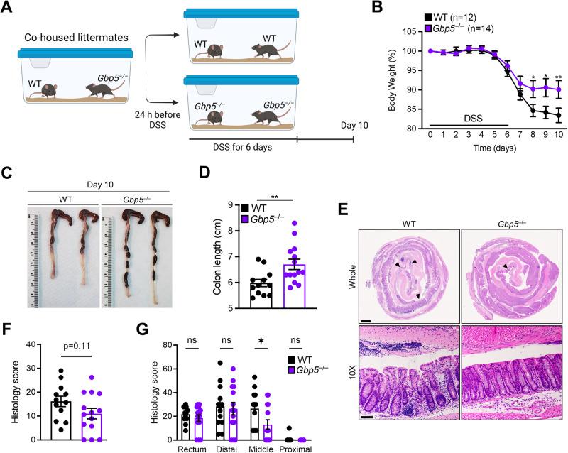 https://cdn.ncbi.nlm.nih.gov/pmc/blobs/65eb/10965925/9c806ccbfe33/41467_2024_46983_Fig4_HTML.jpg