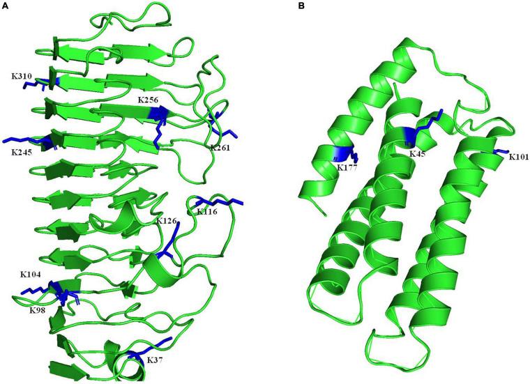 https://cdn.ncbi.nlm.nih.gov/pmc/blobs/65f0/8418202/547b00900973/fmicb-12-719337-g006.jpg