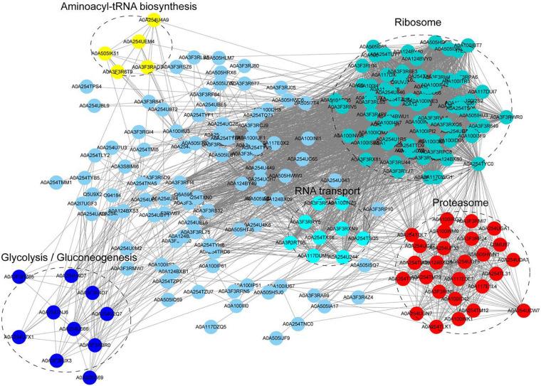 https://cdn.ncbi.nlm.nih.gov/pmc/blobs/65f0/8418202/b6740d1e76ff/fmicb-12-719337-g005.jpg
