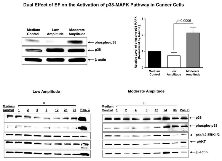 https://cdn.ncbi.nlm.nih.gov/pmc/blobs/65f0/9953458/9bf8c83215c4/biomedicines-11-00466-g005.jpg