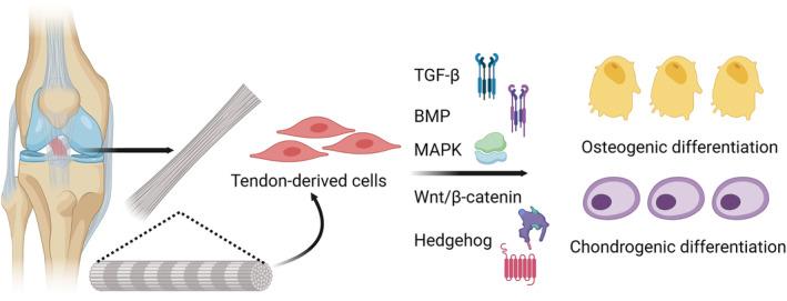 https://cdn.ncbi.nlm.nih.gov/pmc/blobs/65f1/11456719/e41bca31b609/OS-16-2311-g005.jpg