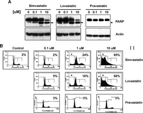 https://cdn.ncbi.nlm.nih.gov/pmc/blobs/65f1/3822754/d75d5298f880/jcmm0014-1180-f2.jpg