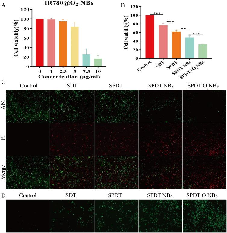 https://cdn.ncbi.nlm.nih.gov/pmc/blobs/65f2/11625641/7e07f7181277/IJN-19-13029-g0003.jpg