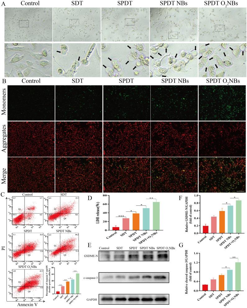 https://cdn.ncbi.nlm.nih.gov/pmc/blobs/65f2/11625641/8a011034d1cc/IJN-19-13029-g0004.jpg