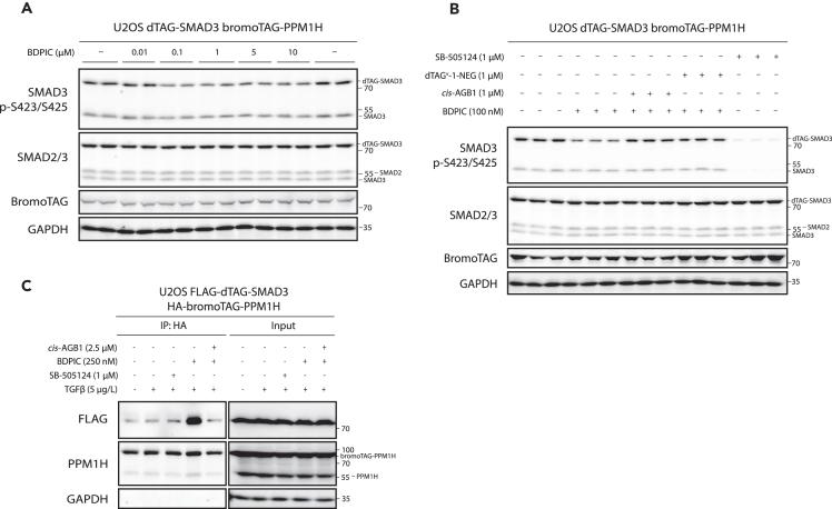 https://cdn.ncbi.nlm.nih.gov/pmc/blobs/65f3/11298613/d60c8aba5e98/gr3.jpg