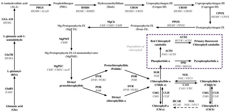 https://cdn.ncbi.nlm.nih.gov/pmc/blobs/65f7/10857240/210fbeada393/plants-13-00426-g001.jpg