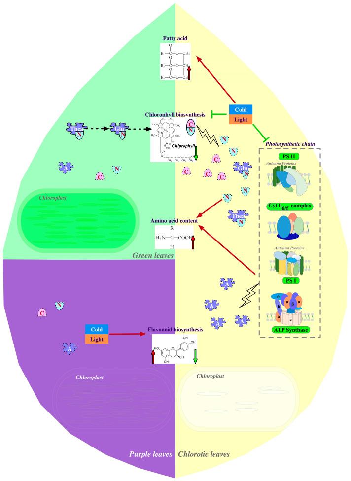 https://cdn.ncbi.nlm.nih.gov/pmc/blobs/65f7/10857240/bc76951619f3/plants-13-00426-g003.jpg