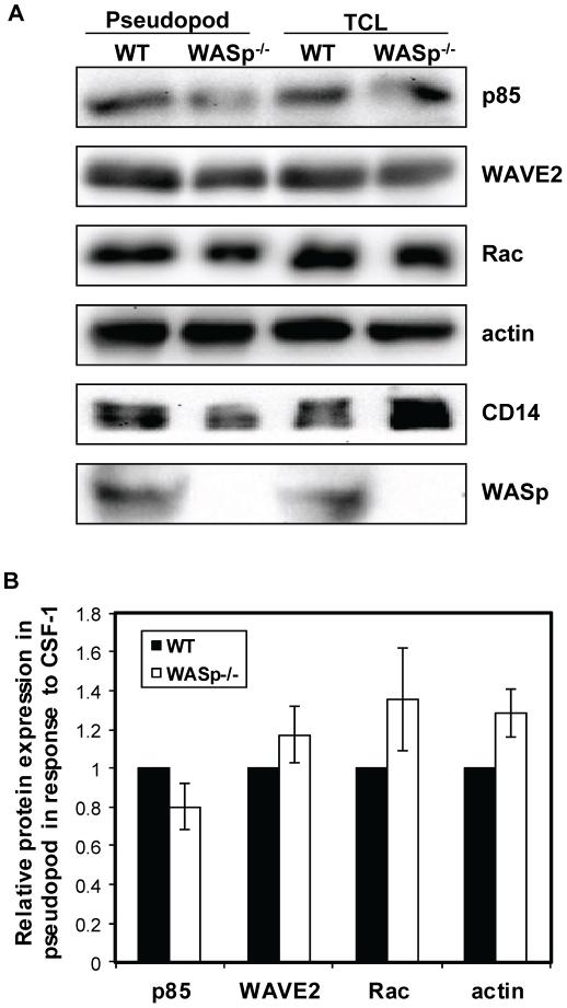 https://cdn.ncbi.nlm.nih.gov/pmc/blobs/65f7/3261183/78bea34572bd/pone.0030033.g005.jpg