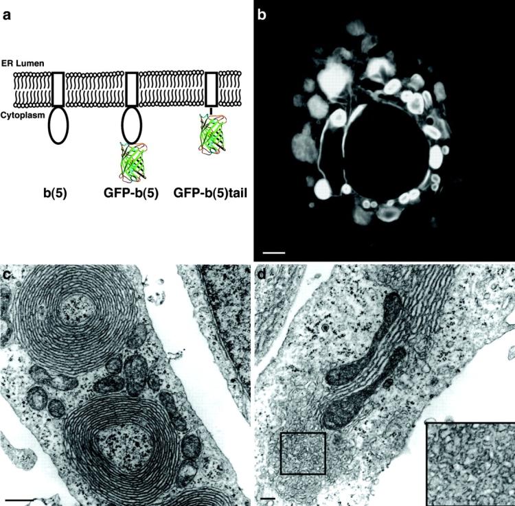 https://cdn.ncbi.nlm.nih.gov/pmc/blobs/65fd/2173526/7fcf07e562cb/200306020f5.jpg