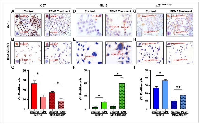 https://cdn.ncbi.nlm.nih.gov/pmc/blobs/65ff/10931548/d42d8d2e556c/ijms-25-02473-g004.jpg