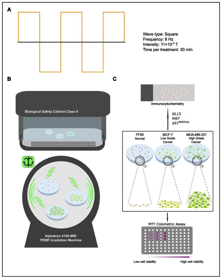 https://cdn.ncbi.nlm.nih.gov/pmc/blobs/65ff/10931548/ecd64b880dc6/ijms-25-02473-g001.jpg