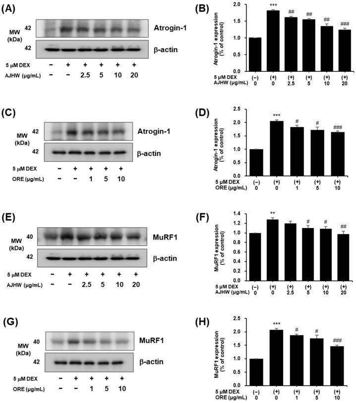 https://cdn.ncbi.nlm.nih.gov/pmc/blobs/6600/11676106/4bd7216c7fc2/pharmaceuticals-17-01661-g014.jpg