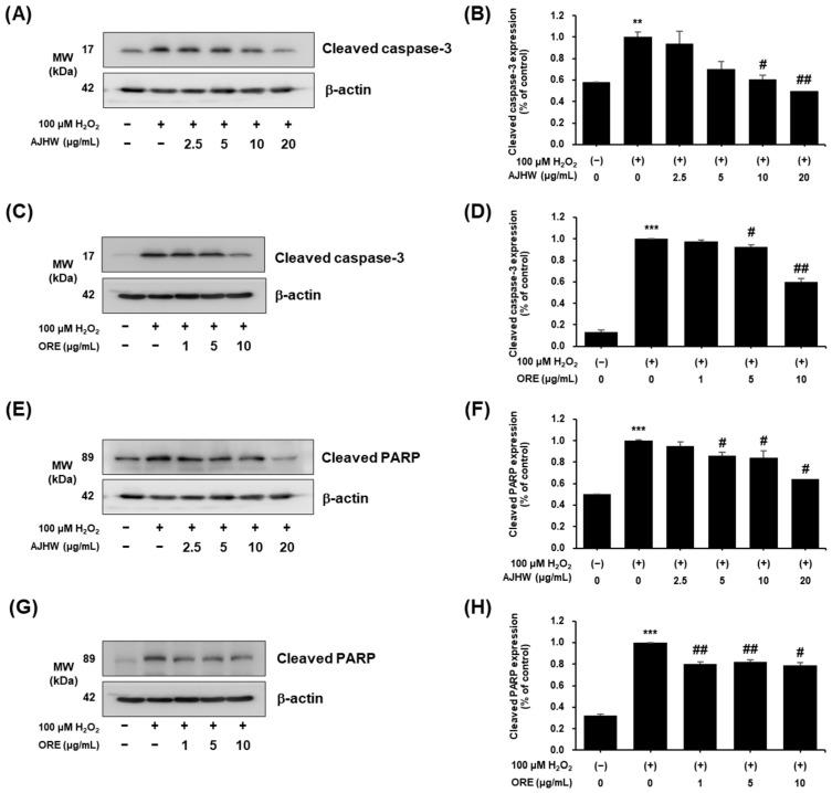 https://cdn.ncbi.nlm.nih.gov/pmc/blobs/6600/11676106/b359e7cf9d10/pharmaceuticals-17-01661-g012.jpg