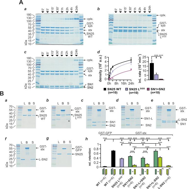 https://cdn.ncbi.nlm.nih.gov/pmc/blobs/6600/6422494/4736232b49e7/elife-41720-fig2.jpg
