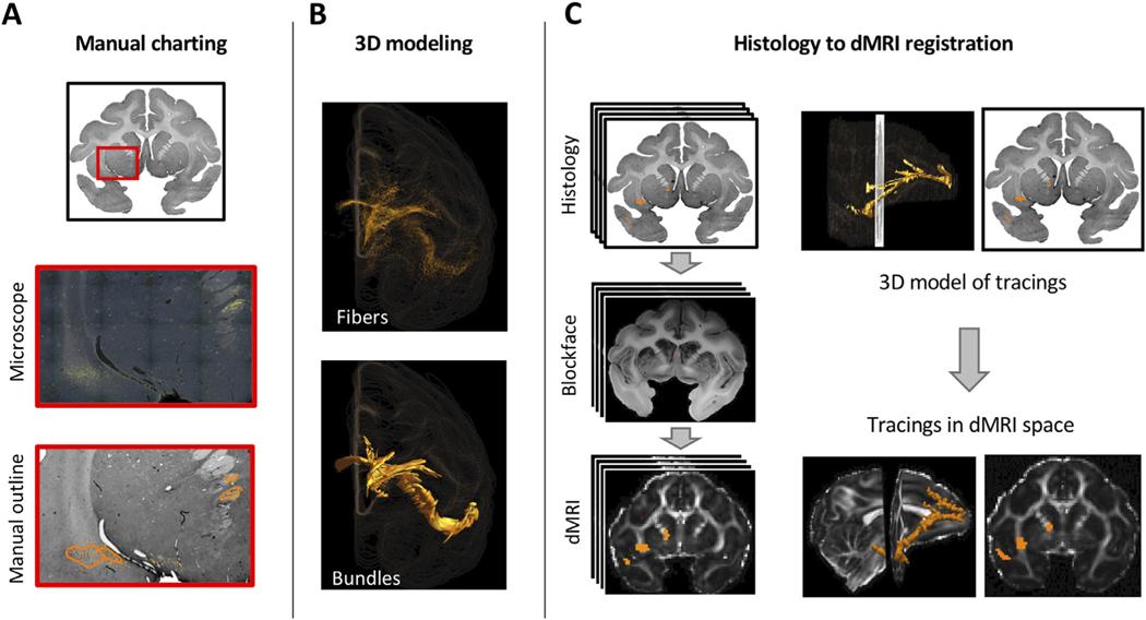 https://cdn.ncbi.nlm.nih.gov/pmc/blobs/6600/8475636/56f1cf09583c/nihms-1732192-f0001.jpg