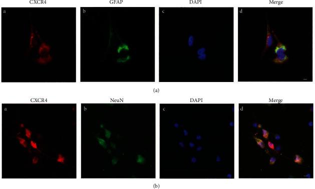 https://cdn.ncbi.nlm.nih.gov/pmc/blobs/6605/9256426/596a889ad921/OMCL2022-8547563.004.jpg