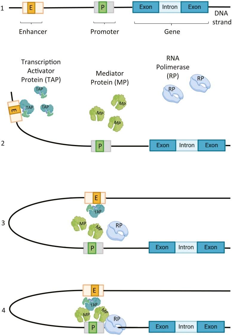 https://cdn.ncbi.nlm.nih.gov/pmc/blobs/6607/12060721/dac2873e5d58/oyaf052_fig1.jpg